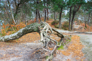 Birke Baum mit alter Wurzel und Moos auf Sandsteinfelsen  - birch tree and old root in autumn forest on sandstone