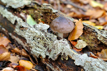 ein Dachpilz Pluteus cervinus auf einem alten vermodertem Baumstamm im Herbstwald - deer shield  Pluteus cervinus mushroom  on an old rotten tree trunk in autumn forest - 515715420