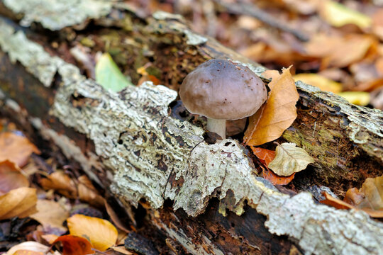 ein Dachpilz Pluteus cervinus auf einem alten vermodertem Baumstamm im Herbstwald - deer shield  Pluteus cervinus mushroom  on an old rotten tree trunk in autumn forest