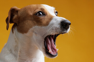 portrait of a jack russell terrier on a clean yellow background, a screaming dog