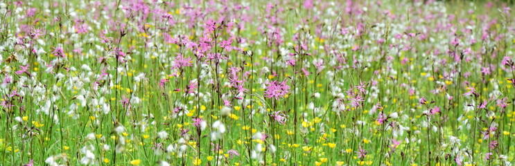 Fototapeta premium Wildblumenwiese, Hintergrund, Banner und Textur 