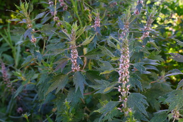 Leonurus cardiaca plant. Mother wort with pink flowers, green stem and leaves.