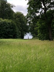 trees in the park