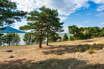 Fototapeta premium tree in region country