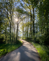 Niedrige Sonne im Wald