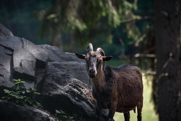 Ziege auf einer Wiese