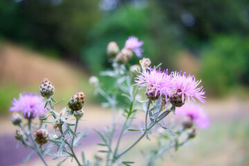 Blume - Blüte - Pflanze