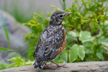 Baby Robin