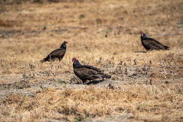 Three Turkey vulture (Cathartes aura) sitting on the ground in dry grass.