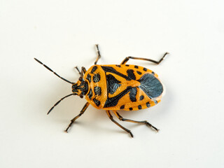 Cauliflower shield bug on a white background. Eurydema ventralis. 