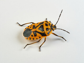 Cauliflower shield bug on a white background. Eurydema ventralis. 