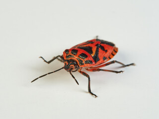 Cauliflower shield bug on a white background. Eurydema ventralis. 