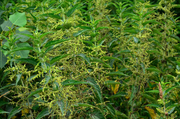 Overgrown nettles Urtica dioica .