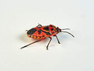 Cauliflower shield bug on a white background. Eurydema ventralis. 