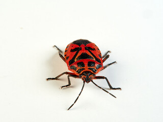 Cauliflower shield bug on a white background. Eurydema ventralis. 