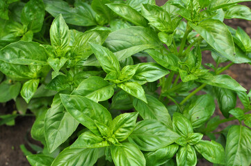 Basil grows in the garden
