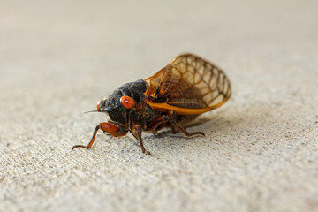 Obraz premium Locust, cicada