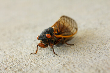 Locust, cicada