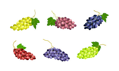 Fresh ripe bunches of grapes set. White, purple and red grapes vector illustration