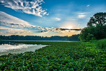 Morning sun behind clouds at the lake. The lily pads are taking over.