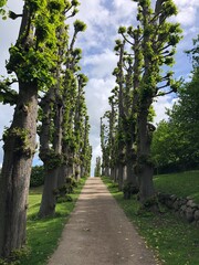 Obraz premium alley in the park