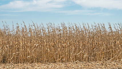 A partially harvested cornfield in Indiana.