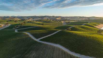 Large vineyard over rolling hills of Paso Robles, California shot from a drone point of view with...