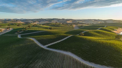 Foto auf Acrylglas Large vineyard over rolling hills of Paso Robles, California shot from a drone point of view with warm sunset and contrasting shadows. © Dennis M. Swanson