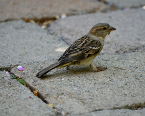 Spatz mit Insekt 