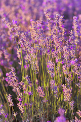 Violet purple lavender field close up. Flowers in pastel colors at blur background