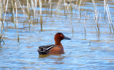 Cinnamon Teal duck, Anas cyanoptera, floating in shallow water on a pond in the wetland of Utah, United States. Bird in water