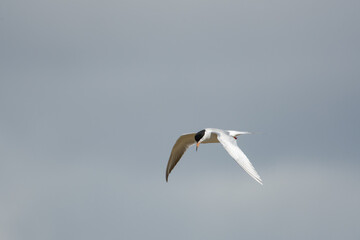 A black and white Forster's Tern, Sterna forsteri, soaring in the gray sky hunting for food. 