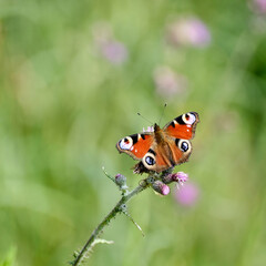 Obraz premium Pfauenauge