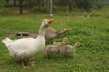 Village Geese Graze On The Lawn. Geese And Goslings