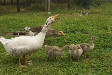 Village Geese Graze On The Lawn. Geese And Goslings