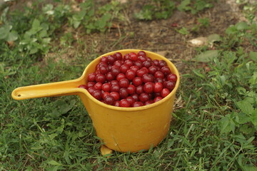 Fresh Picked Harvested Sour Cherries