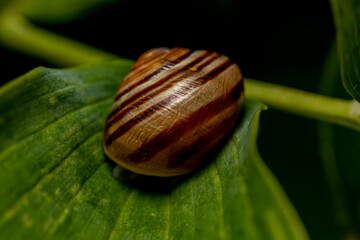 Cepaea Hortensis. White-lipped snail. The glossy shell of this snail ranges in height from 10 to 18 mm and a diameter of 14 to 22 mm. 