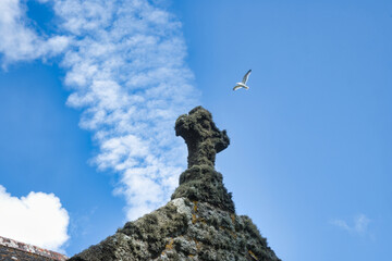 Mossy cross and a seagull