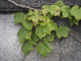 ブロック塀に生えた蔦の葉