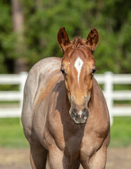 Obraz premium filly, horse, equine, portrait, 