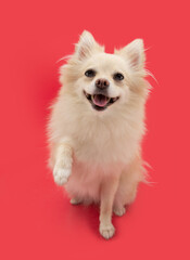 Portrait cute pomeranian puppy dog giving five. Isolated on red background