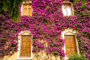 Fototapeta na wymiar Building of the Real del Viveros gardens in Valencia, with large bougainvillea, Andalusia - Spain