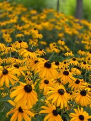 Vibrant Yellow Flowers