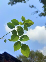 green leaves against blue sky
