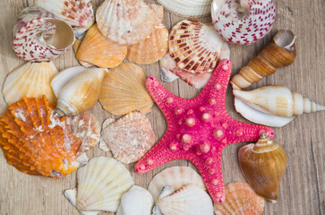 sea shells and starfish