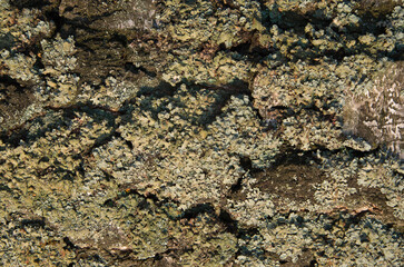 Tree bark texture