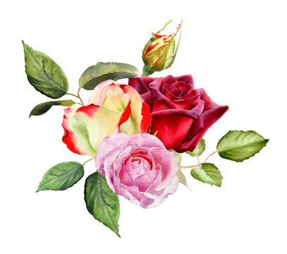 Watercolor rose flowers arrangement. Botanical illustration isolated on white background. Red, yellow, blush, pink garden roses bouquet. 