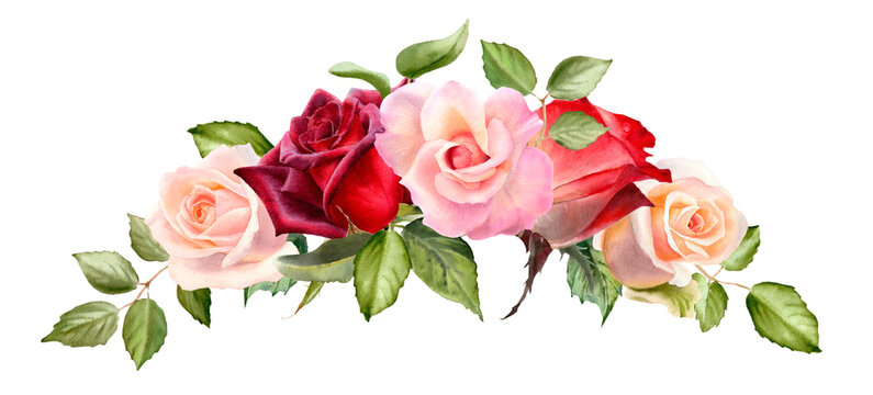 Watercolor rose flowers arrangement. Botanical illustration isolated on white background. Red, yellow, blush, pink garden roses bouquet. 