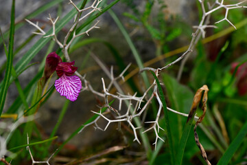 Schmetterlings-Knabenkraut // Butterfly orchid (Anacamptis papilionacea) - Mani, Pelpoponnes,...