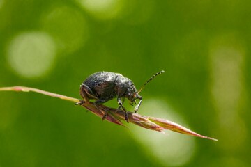 Bromius obscurus, the western grape rootworm,[4] is a species of beetle in the leaf beetle family....